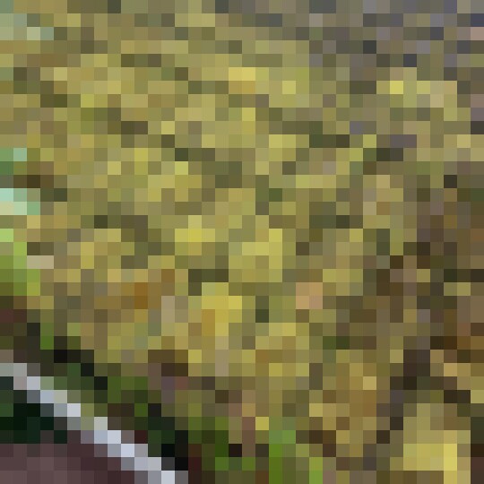 mossy